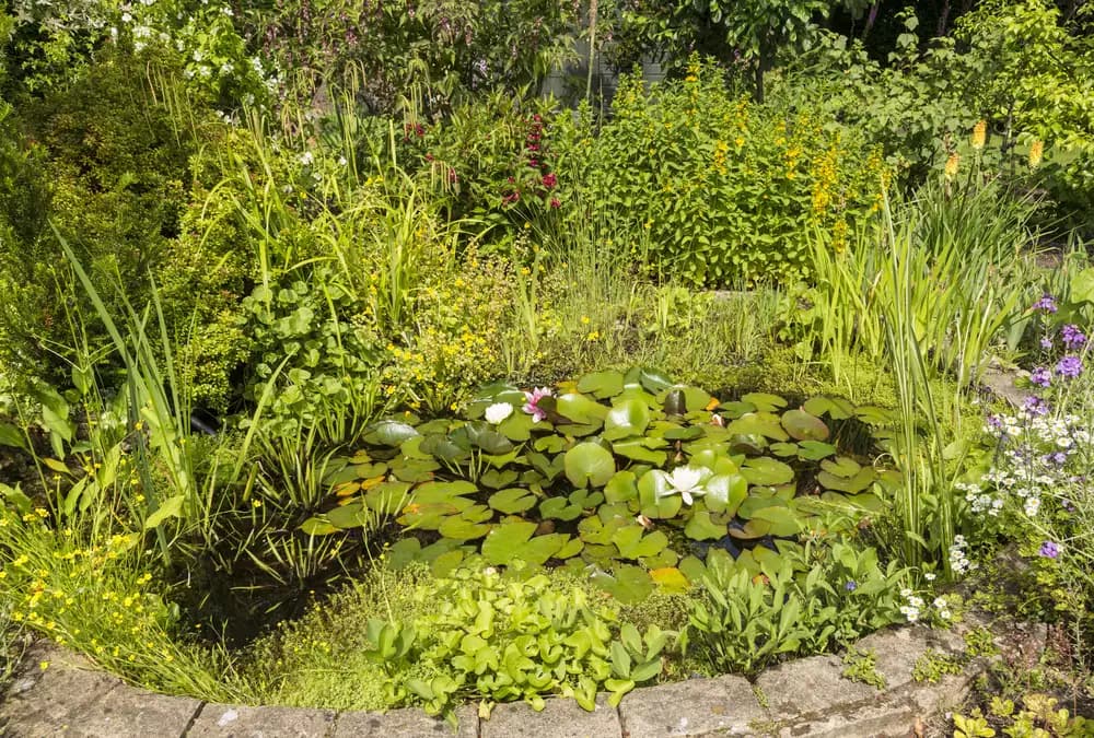 How to build a wildlife pond Image